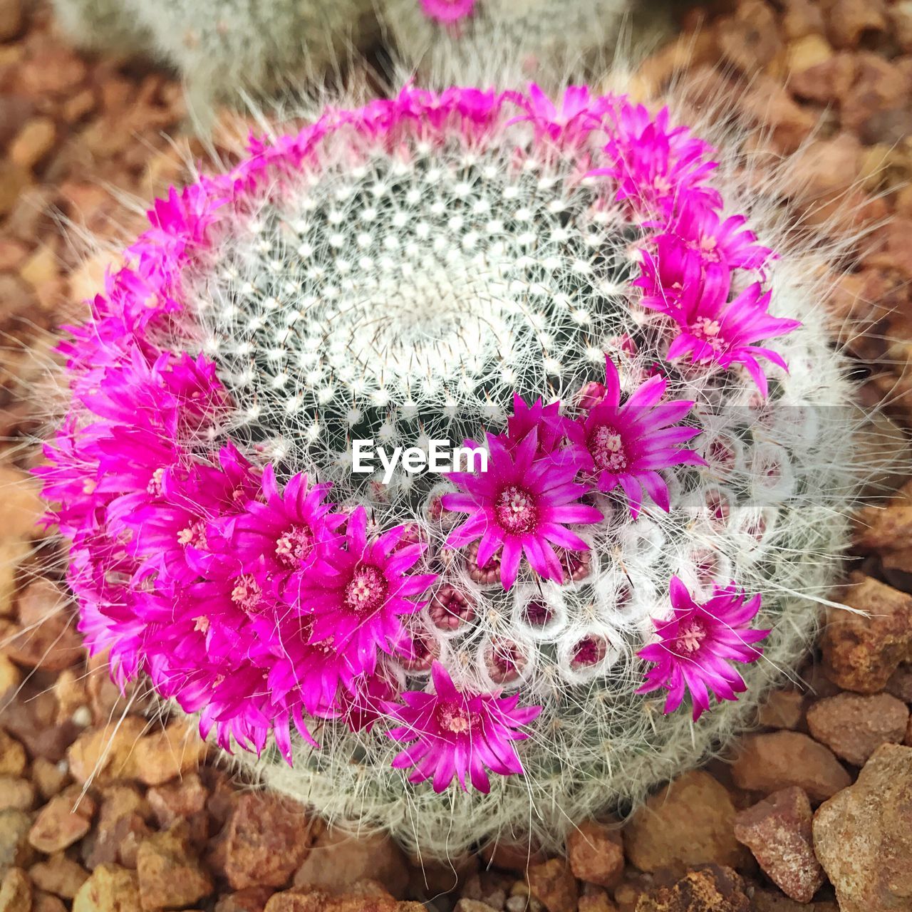 CLOSE-UP OF CACTUS FLOWER