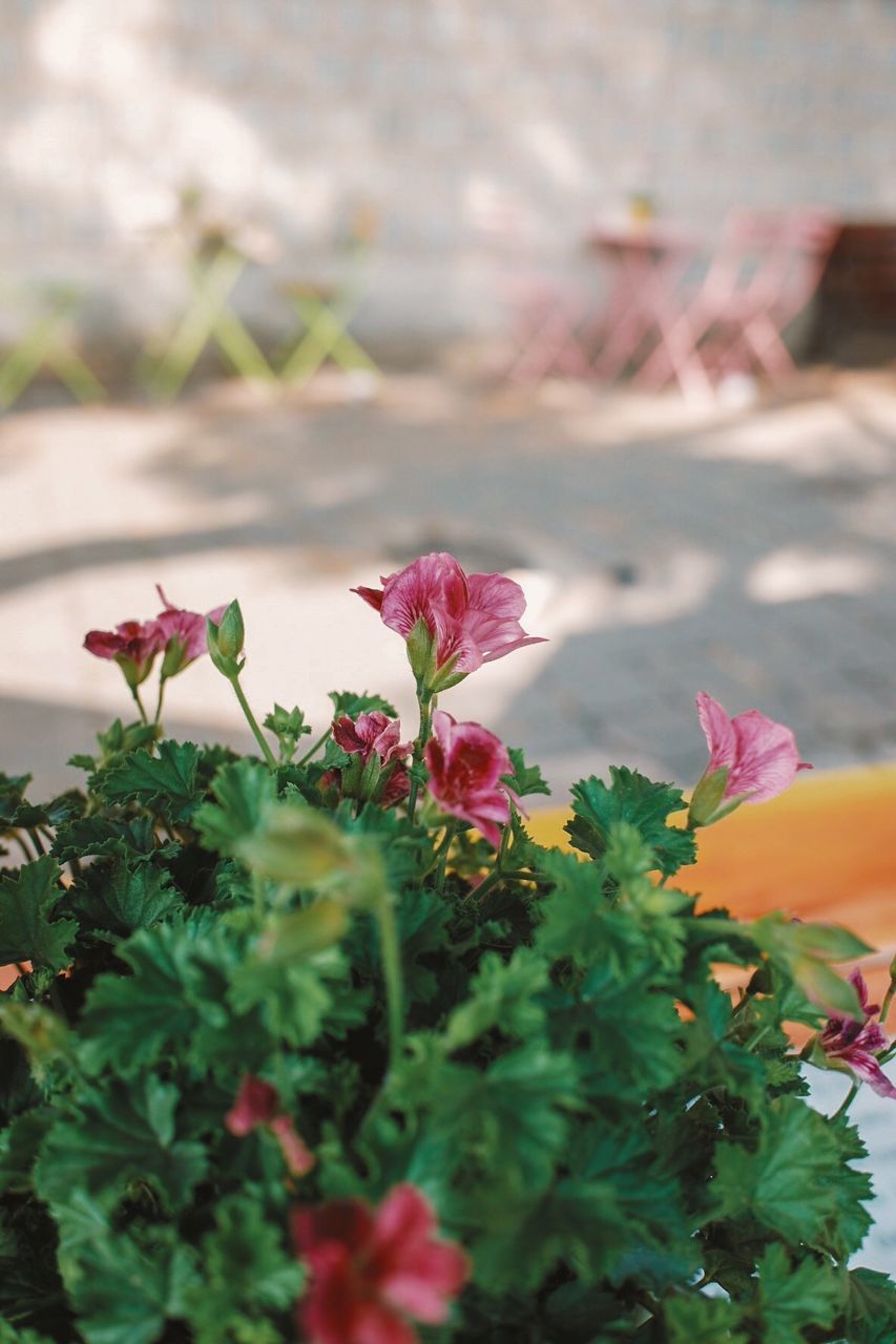 CLOSE-UP OF PINK FLOWERING PLANTS OUTDOORS