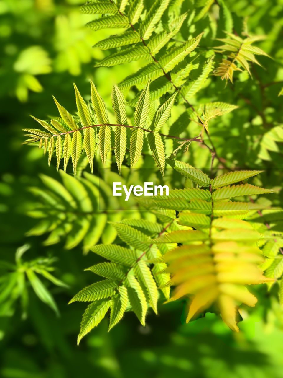 Close-up of fern leaves