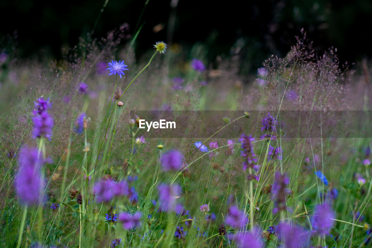 Relaxing flower field 