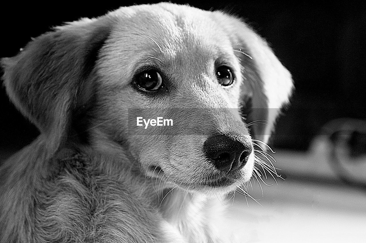 Close-up portrait of puppy