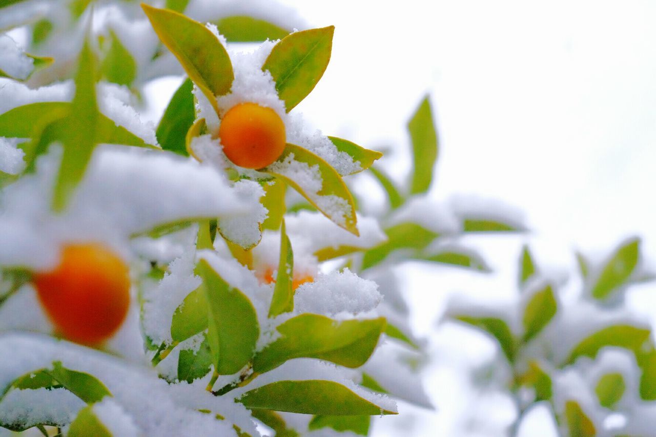 Close-up of snow covered berry plant against clear sky