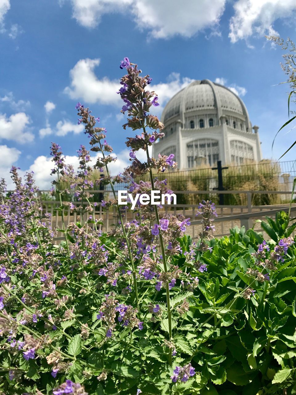 VIEW OF PLANTS GROWING IN FRONT OF BUILDING