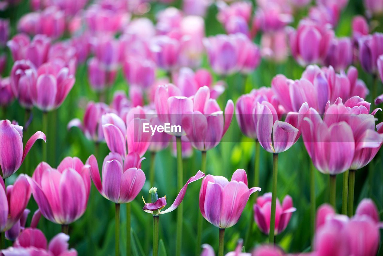 Field of colorful tulips, purple color tulip backgraund, flowering beauty 