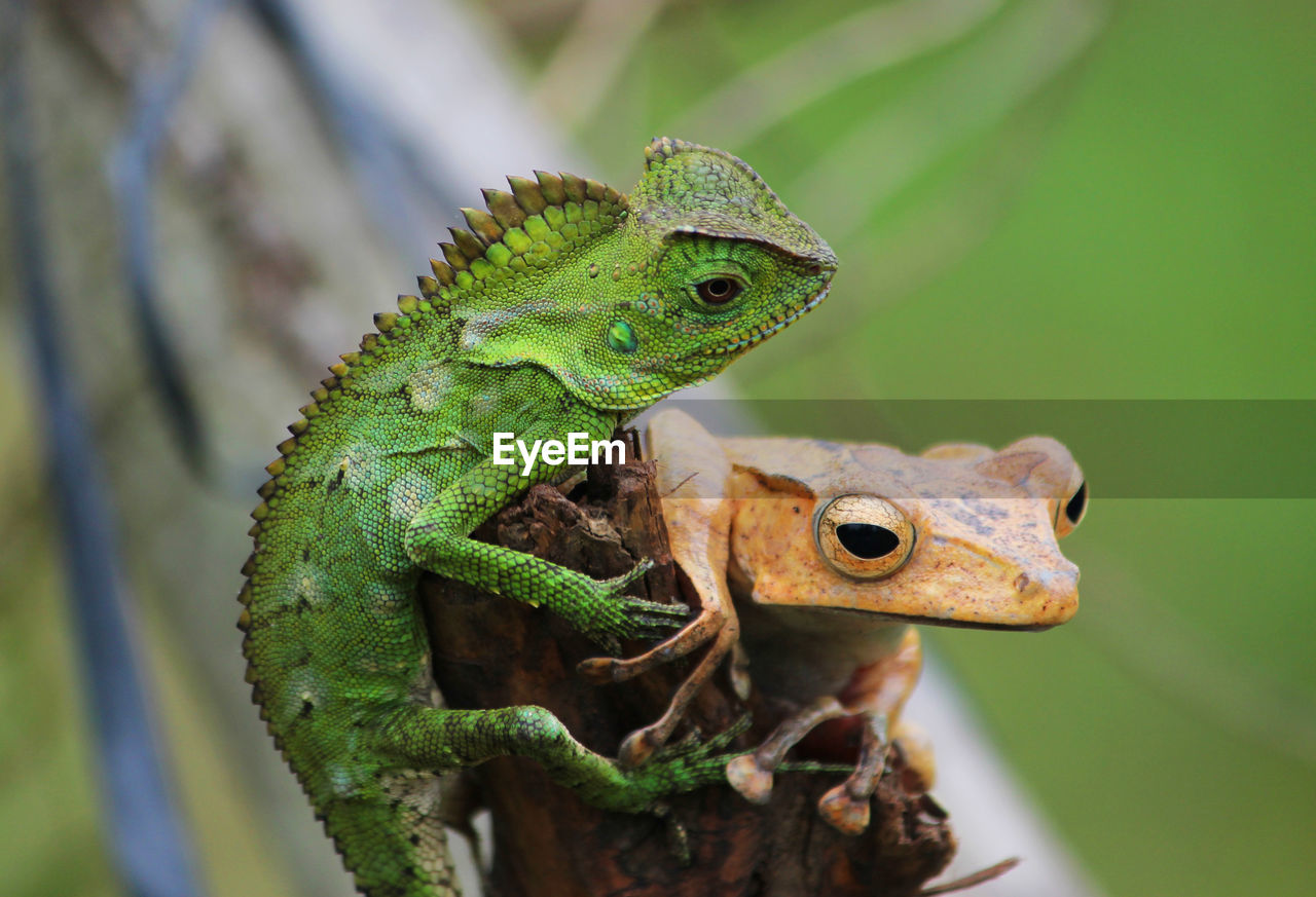 animal themes, animal, animal wildlife, reptile, lizard, one animal, wildlife, tree, no people, nature, green, branch, environment, close-up, common chameleon, plant, animal body part, iguana, focus on foreground, outdoors, chameleon, wall lizard, side view, portrait, macro photography, day