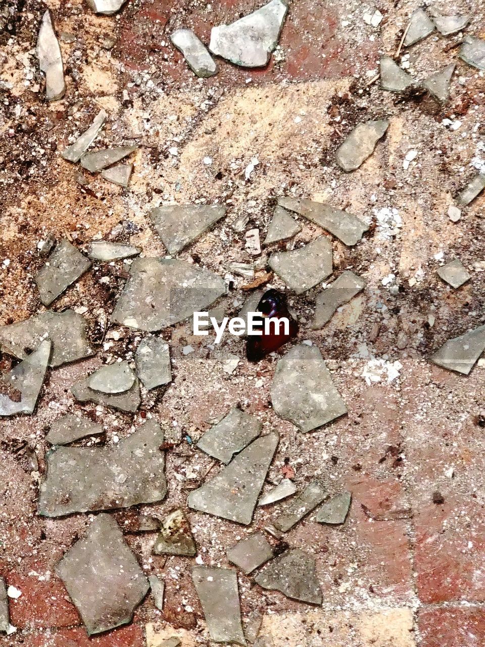 HIGH ANGLE VIEW OF INSECT ON GROUND