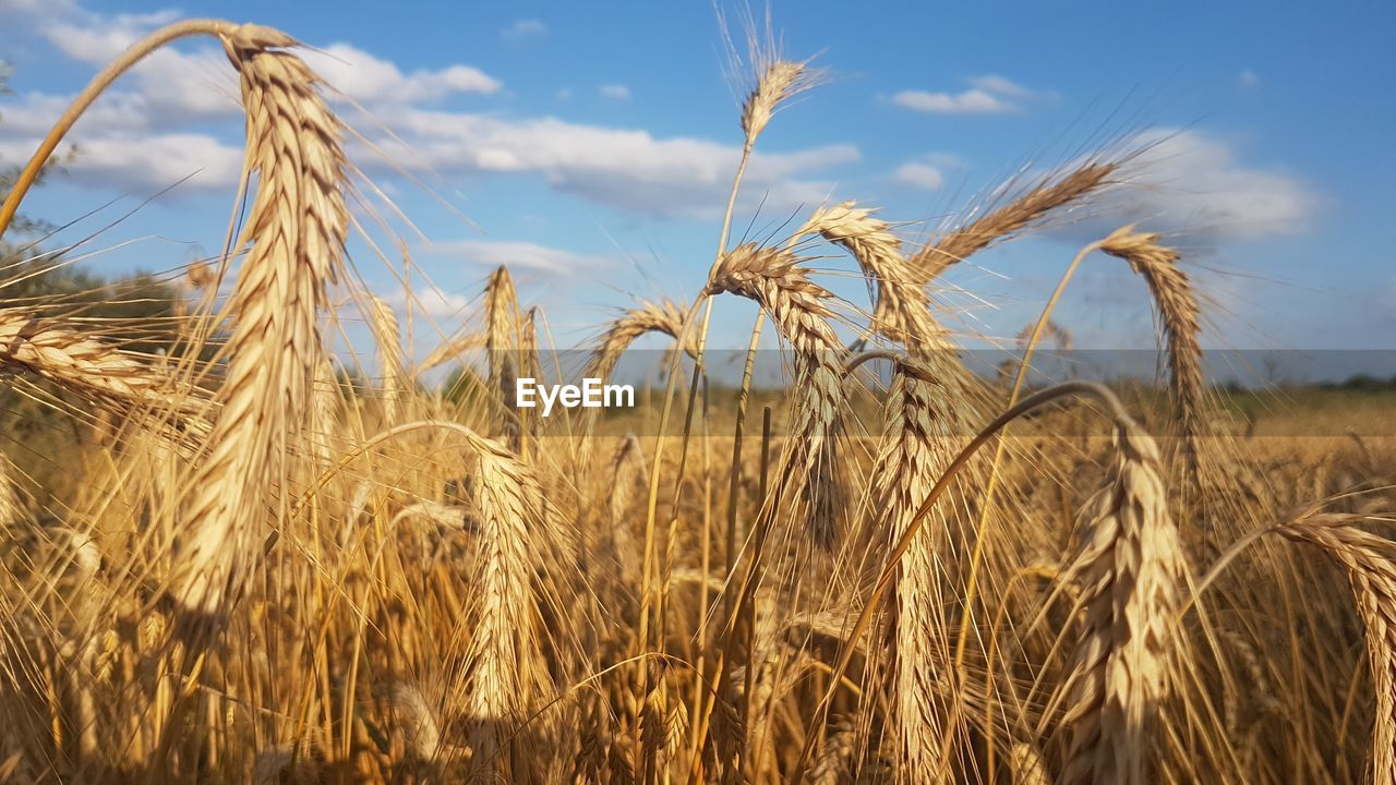 Close-up of wheat growing on field against sky