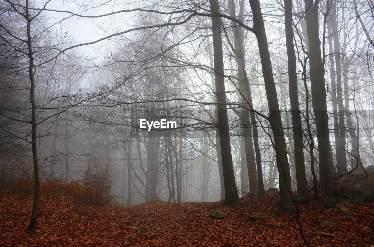 Trees in forest during foggy weather