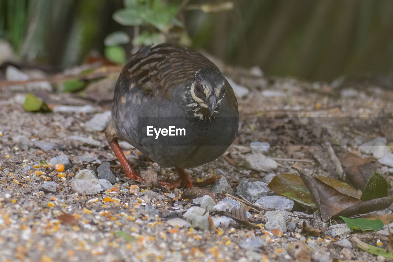 BIRD PERCHING ON A FIELD