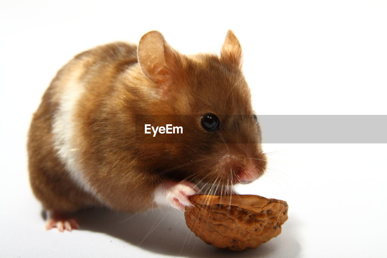 Hamster eating walnut against white background