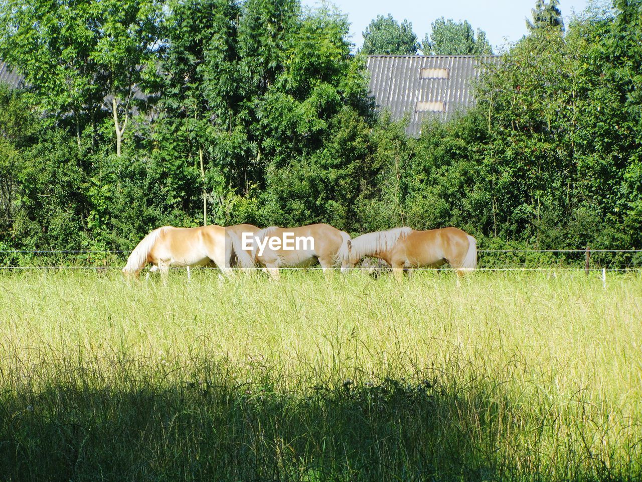 HORSE IN PASTURE