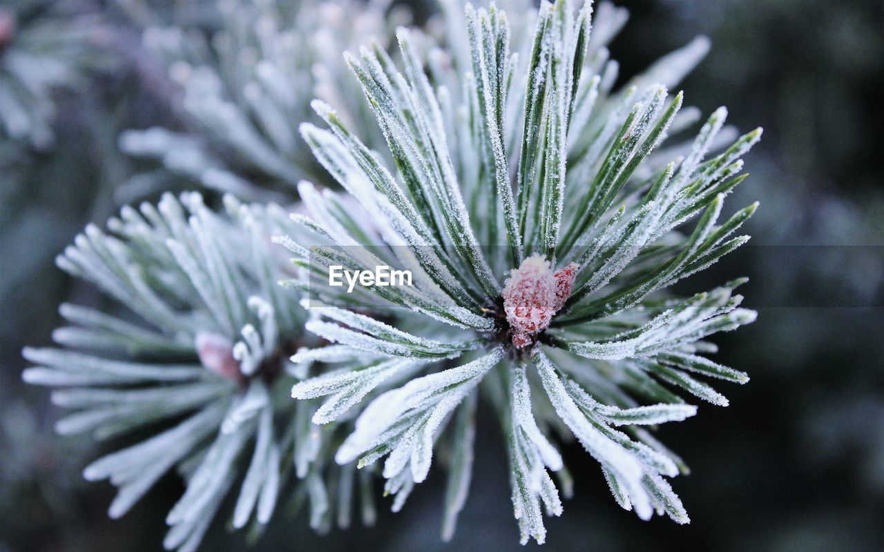 Close-up of frost on plant