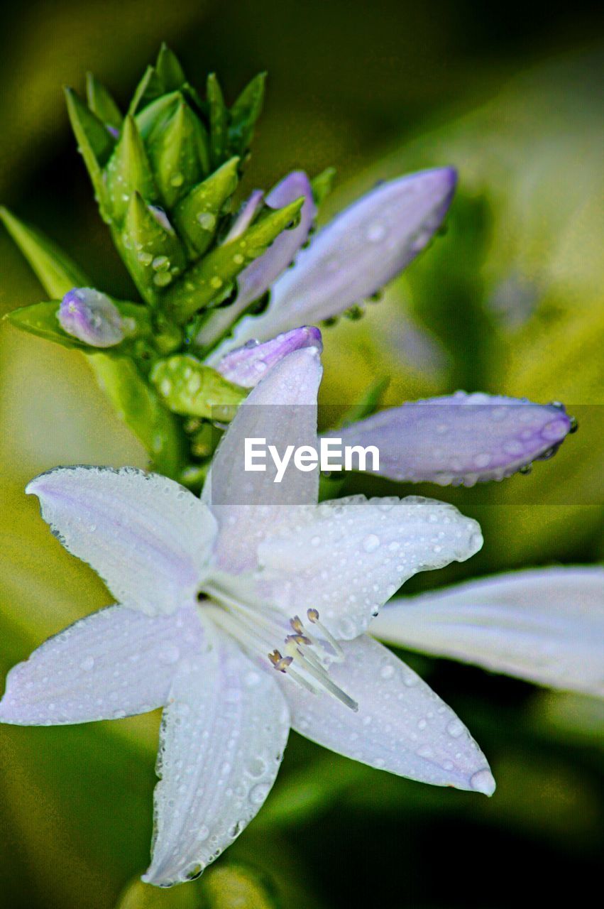 Close-up of wet flower