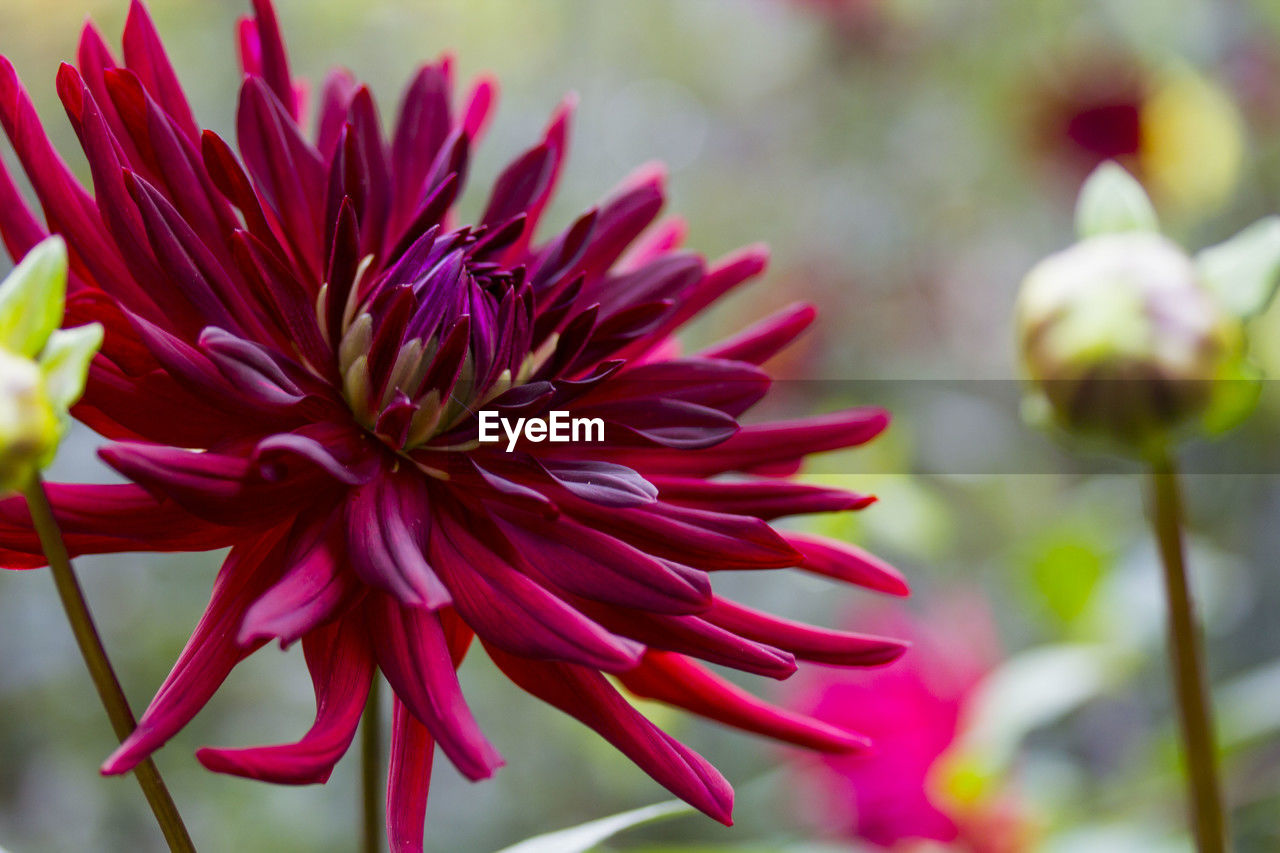 flower, flowering plant, plant, beauty in nature, freshness, close-up, petal, fragility, nature, flower head, inflorescence, growth, macro photography, focus on foreground, pink, magenta, no people, blossom, dahlia, red, purple, springtime, outdoors, selective focus, botany, vibrant color, garden, day