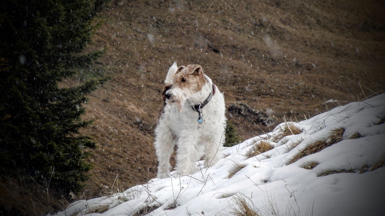 DOG ON SNOW DURING WINTER