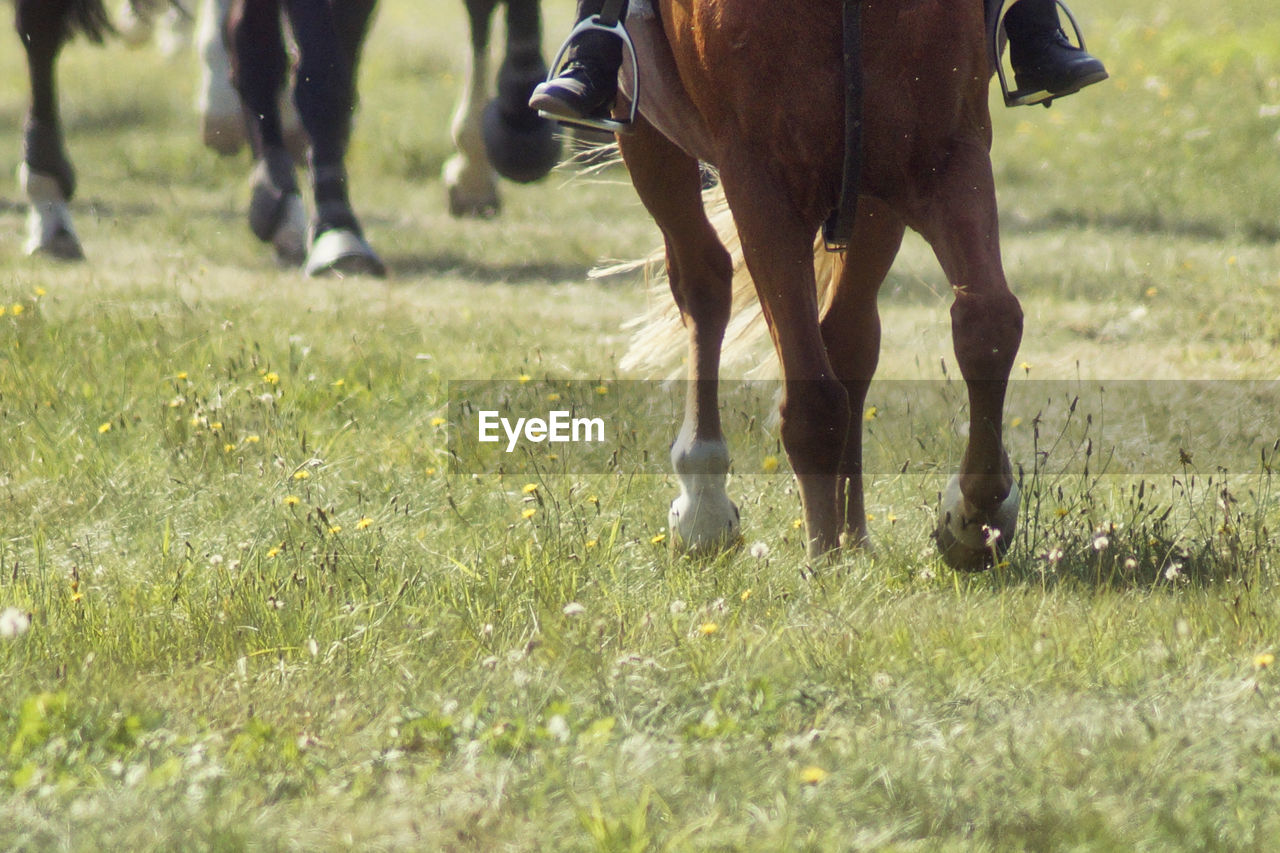 Low section of people riding horse on field