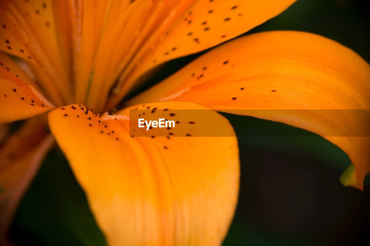 Close-up of yellow flower