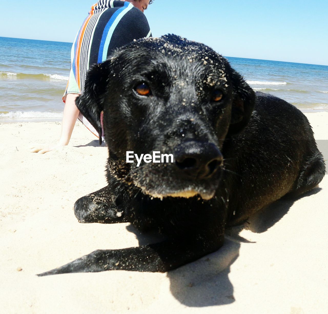 Close-up portrait of black dog at beach