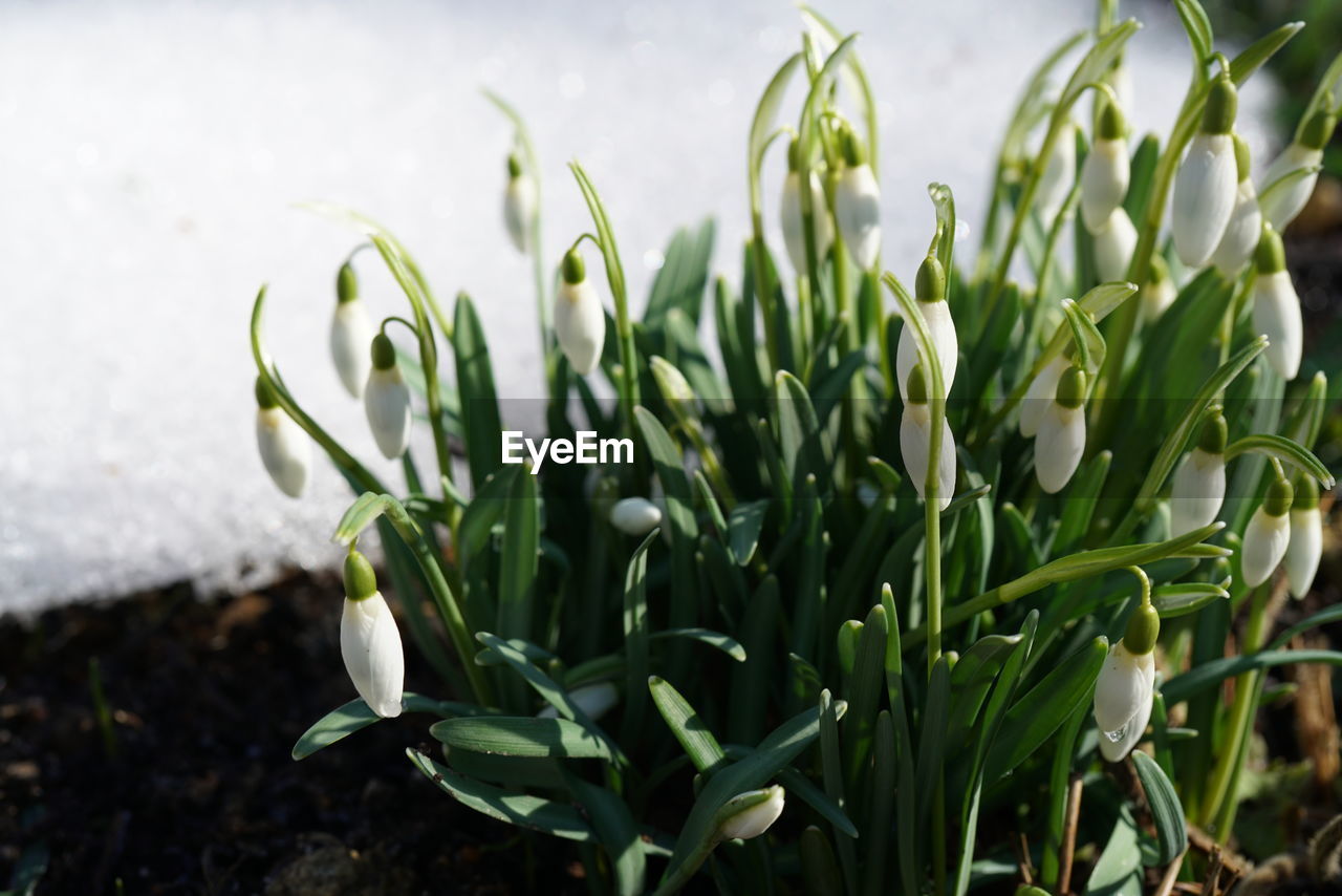 Close-up of snow drops growing on field