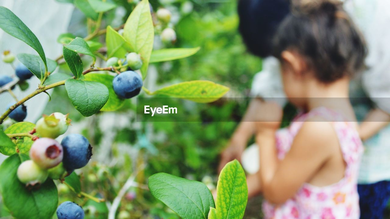 Close-up of blueberries against girl in park