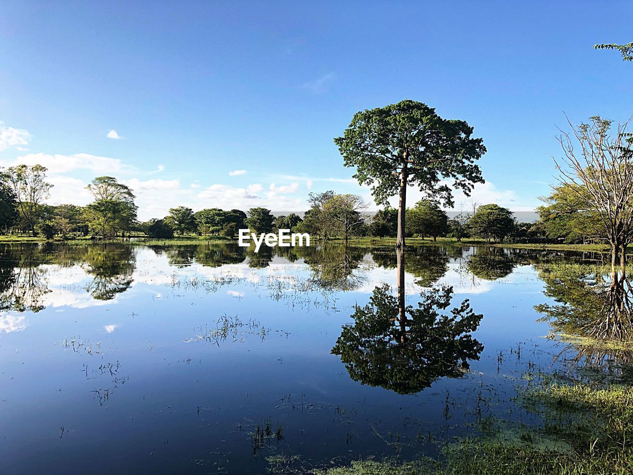 Reflection of trees in lake against blue sky