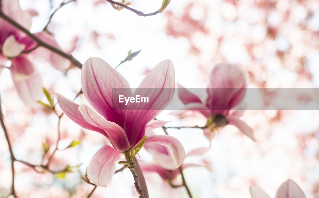 Close-up of pink cherry blossoms in spring