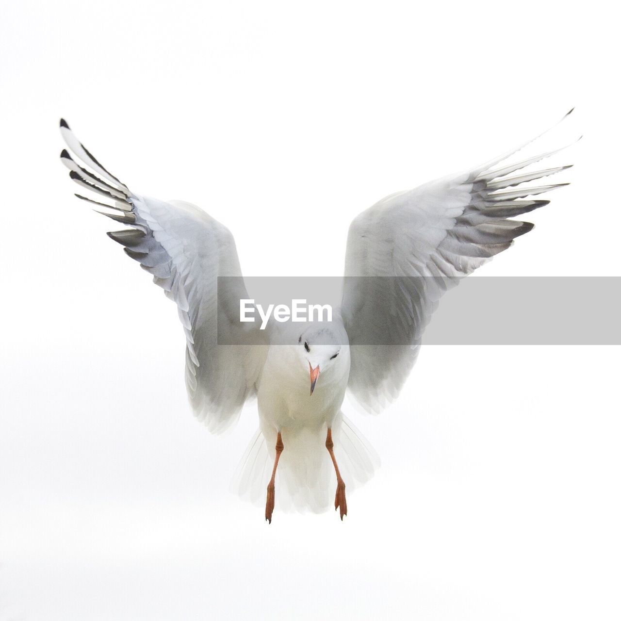 Low angle view of seagull flying against clear sky