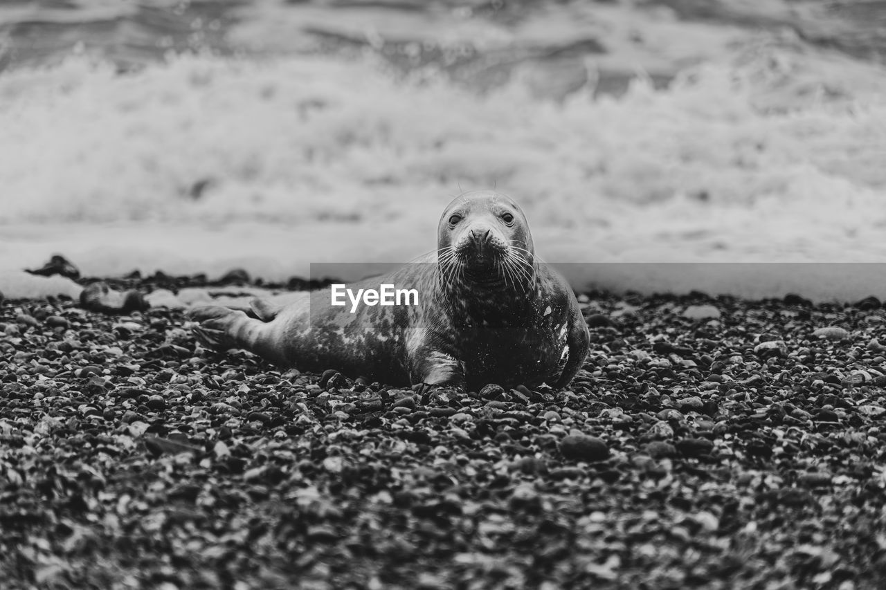 animal themes, animal, wildlife, animal wildlife, sea, mammal, one animal, harbor seal, water, nature, land, beach, underwater, black and white, seal, no people, selective focus, monochrome, day, marine mammal, monochrome photography, aquatic mammal, outdoors, relaxation, portrait, sea lion, lying down, sand, sea life