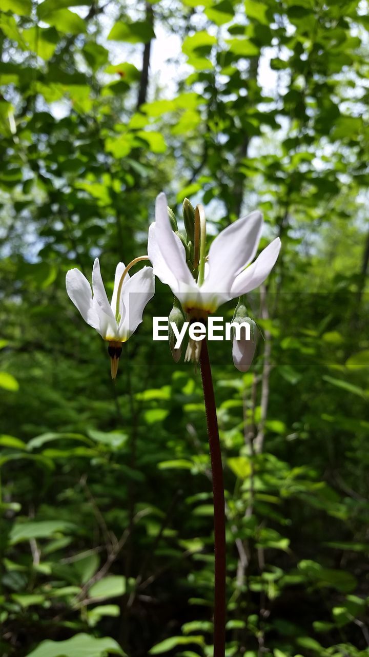 Close-up of white flowers