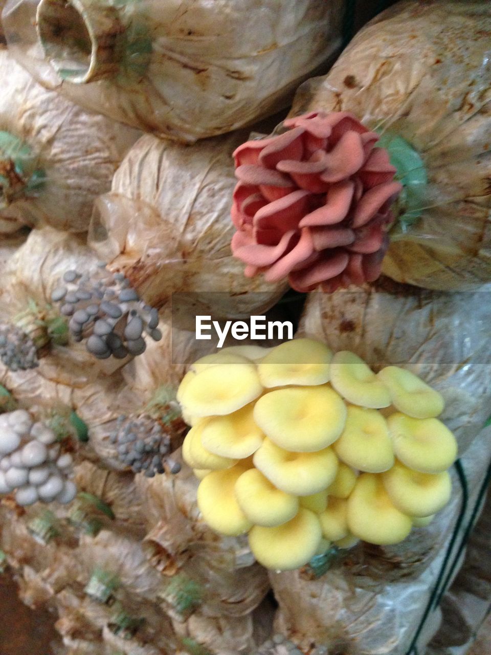 Close-up of mushrooms growing in bottles