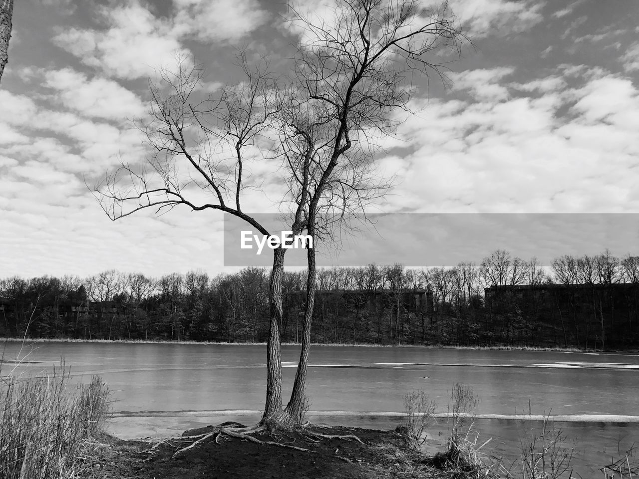 BARE TREE BY LAKE AGAINST SKY IN FOREST