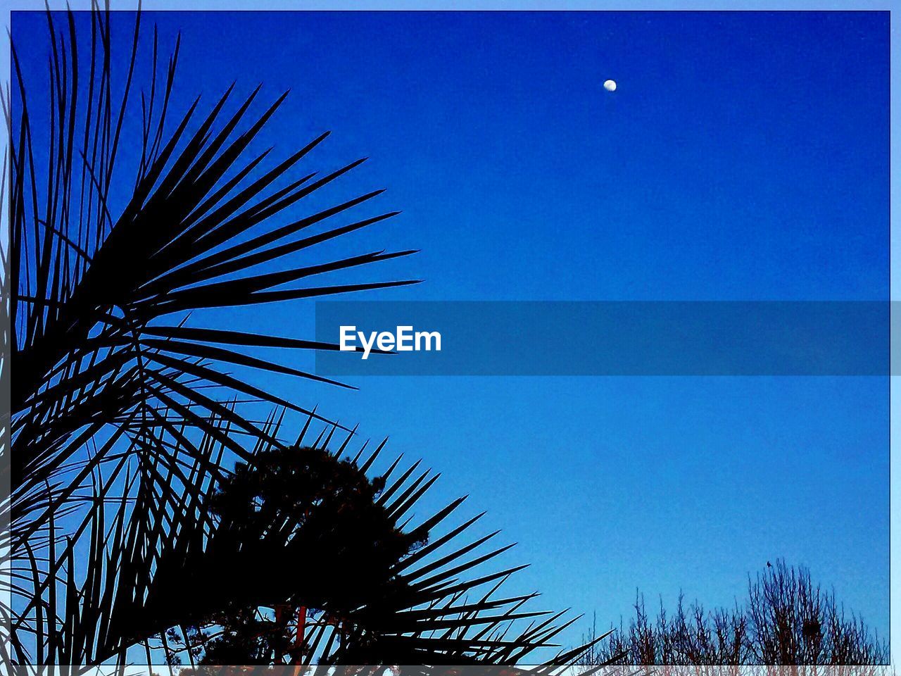 LOW ANGLE VIEW OF TREES AGAINST CLEAR SKY