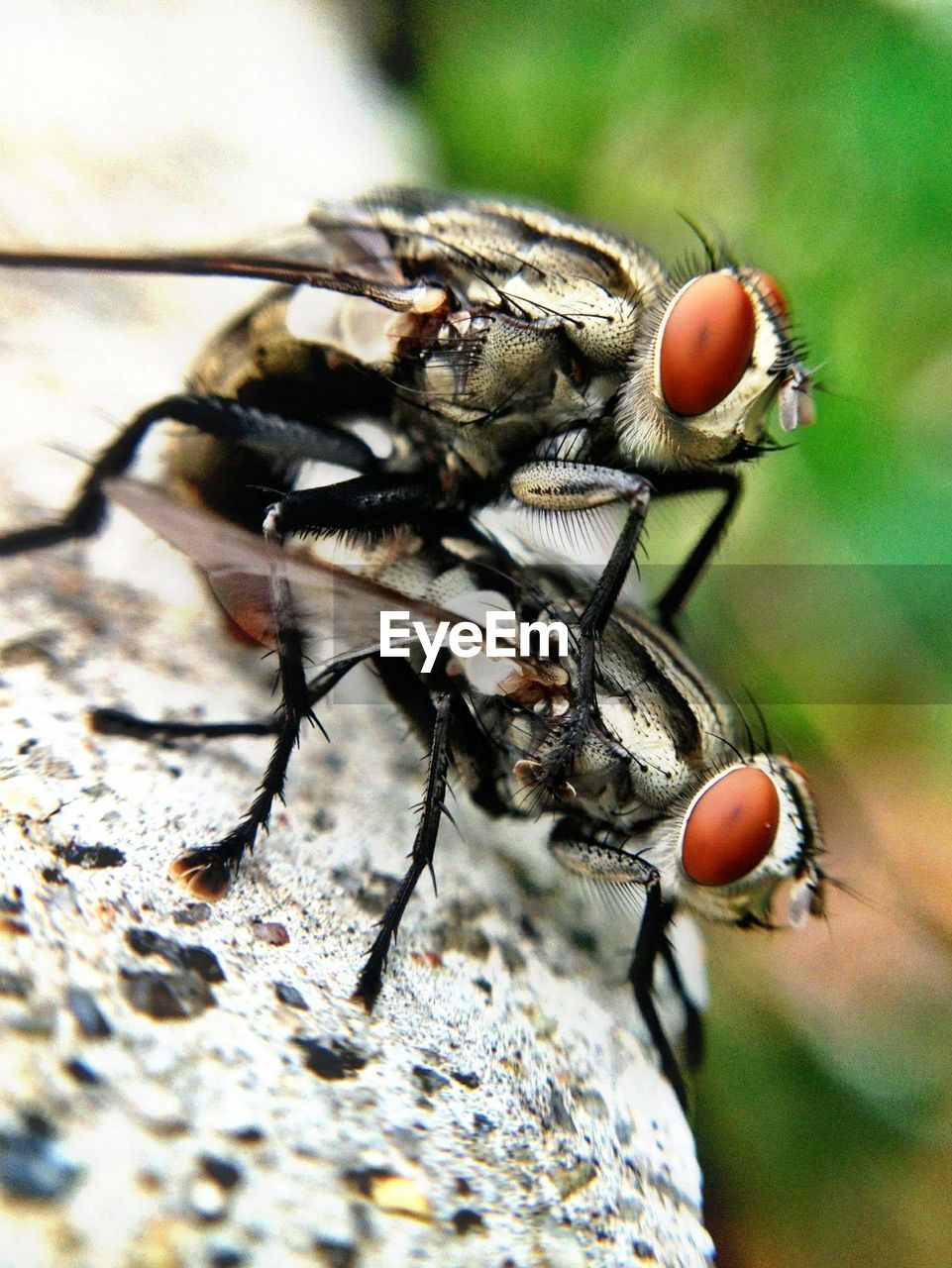 Close-up of housefly mating on rock