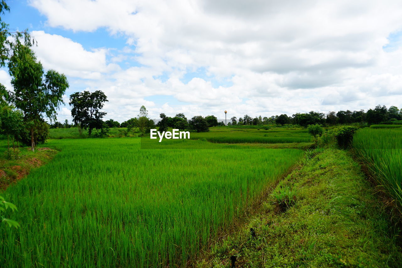 SCENIC VIEW OF FARM FIELD AGAINST SKY