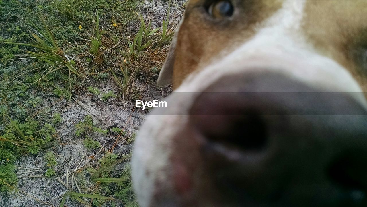 Close-up portrait of dog on field