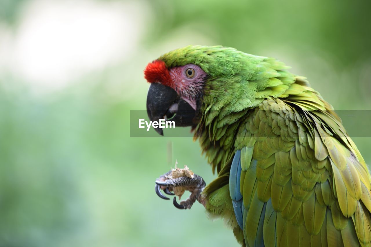 CLOSE-UP OF PARROT PERCHING ON TREE