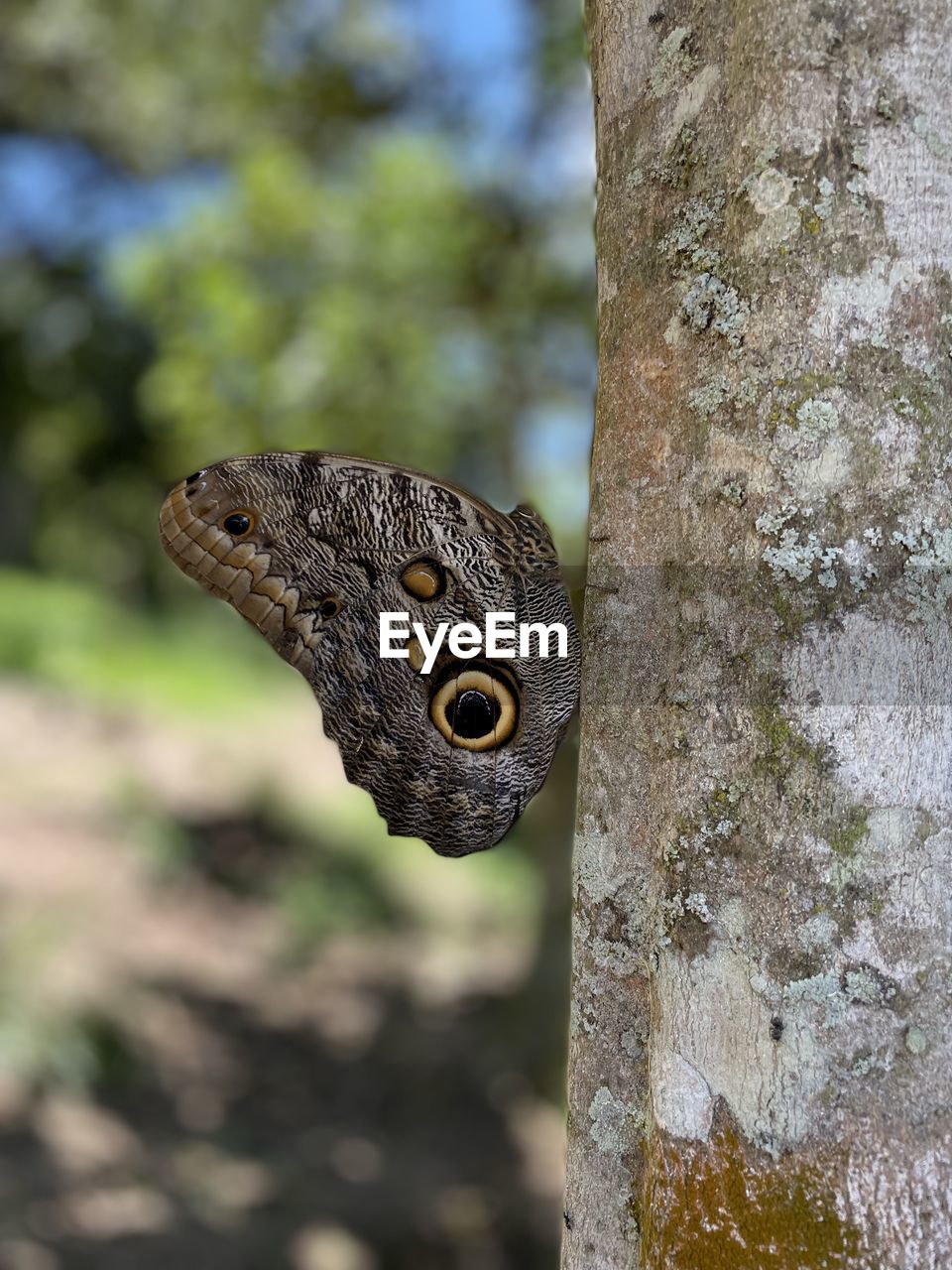 animal themes, animal, one animal, animal wildlife, wildlife, nature, tree, tree trunk, reptile, leaf, trunk, butterfly, no people, focus on foreground, moths and butterflies, close-up, plant, macro photography, animal body part, insect, day, lizard, outdoors, branch, green, side view