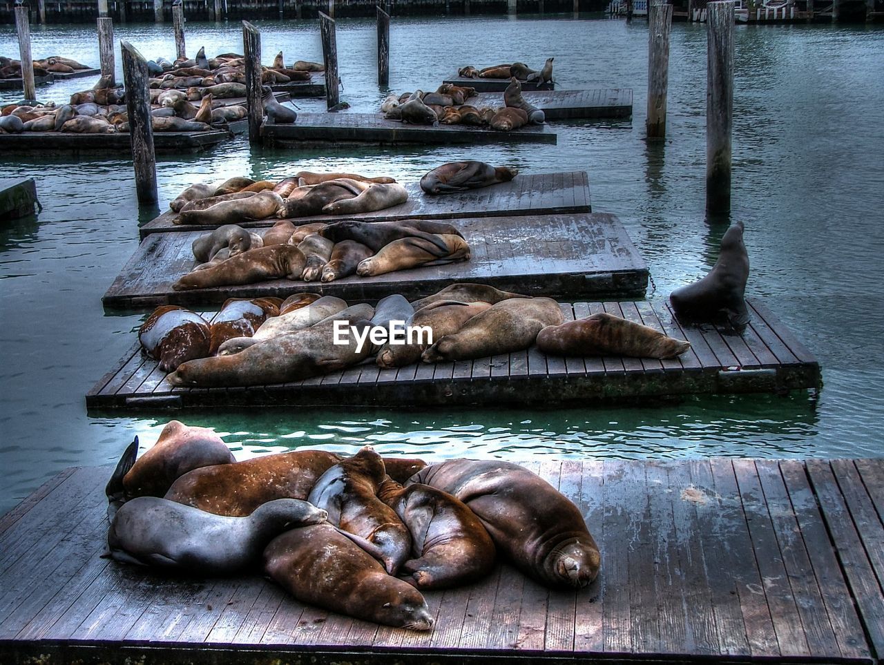 Seals resting on wooden platforms