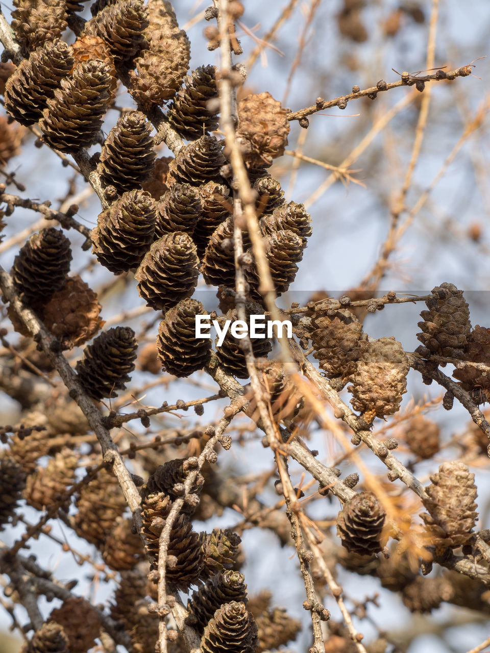 CLOSE-UP OF PINE CONE ON BRANCH