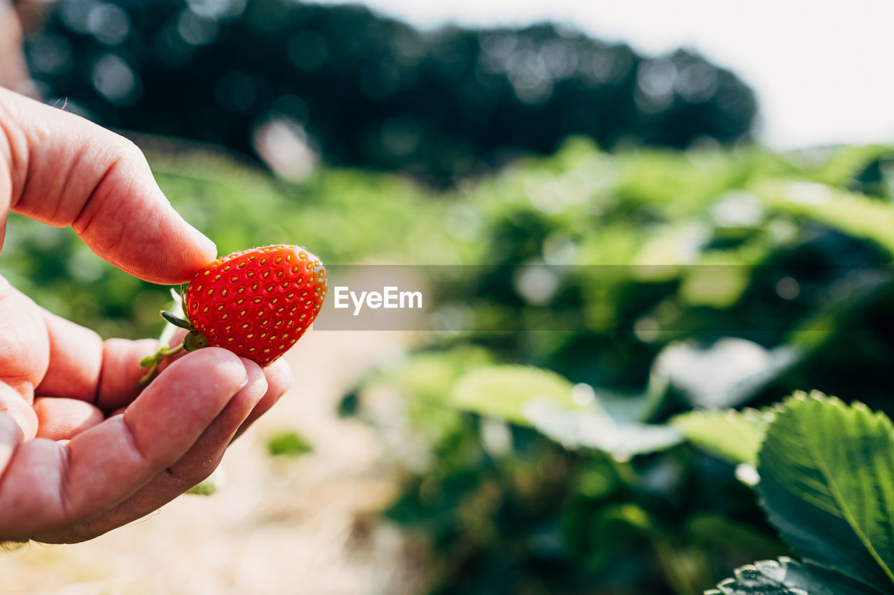 Midsection of person holding strawberry