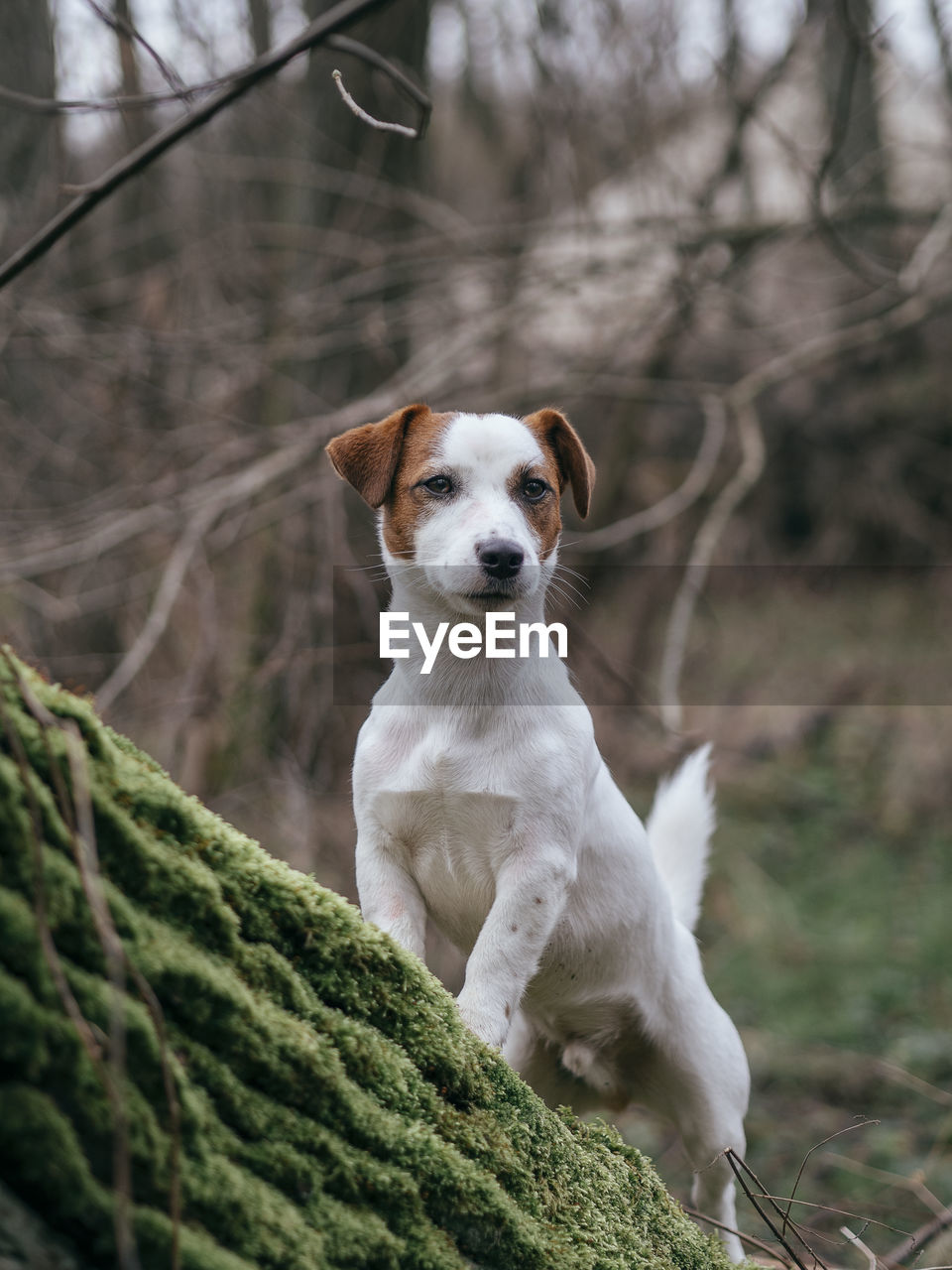 Dog looking away while standing by tree outdoors