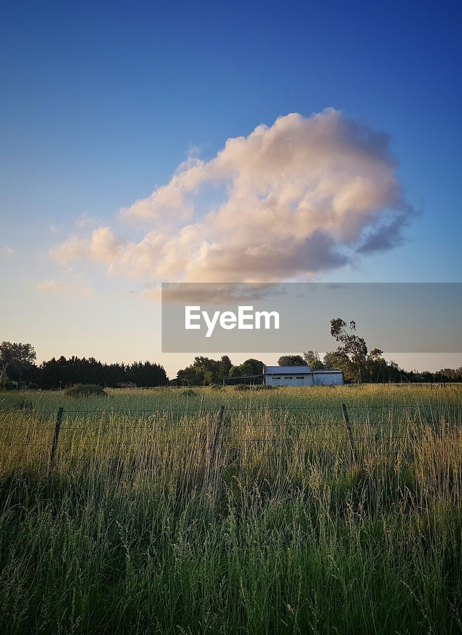 FIELD AGAINST SKY