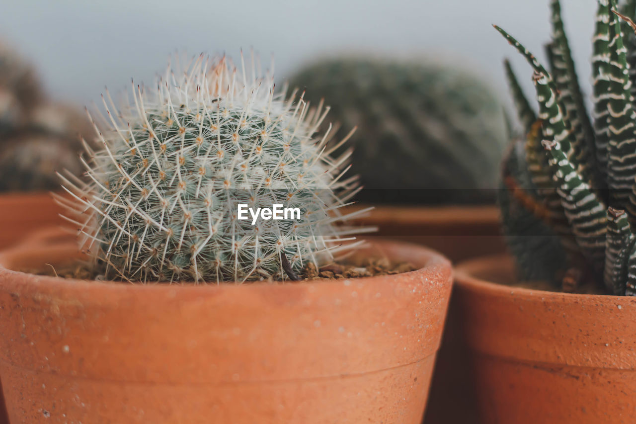 Close-up of cactus in pot