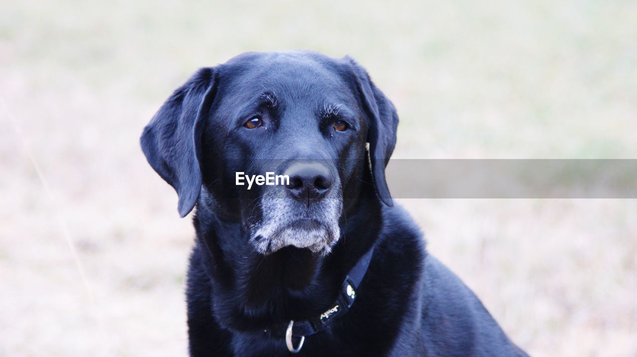 Close-up portrait of black dog