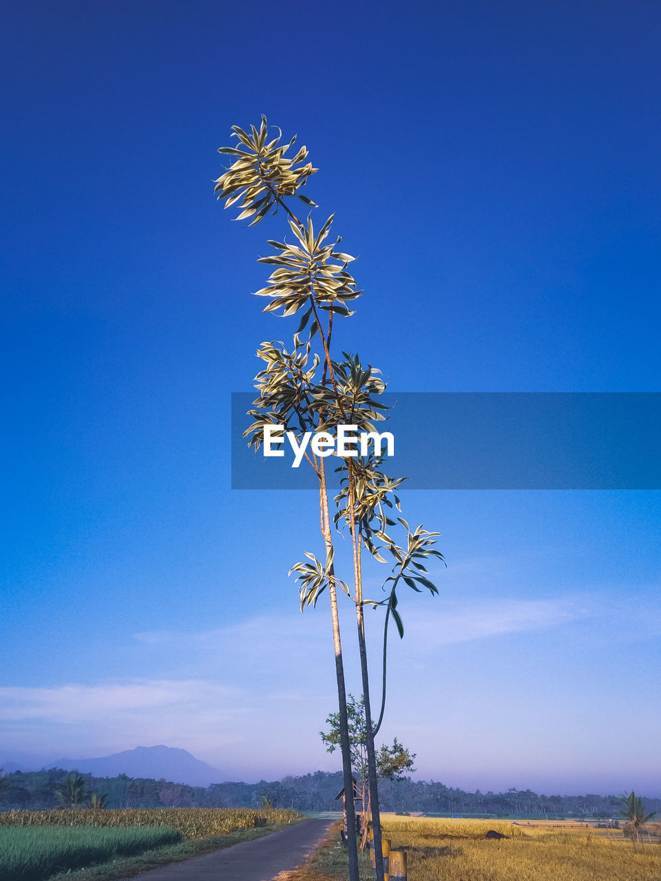 FLOWERING PLANT ON FIELD AGAINST CLEAR BLUE SKY