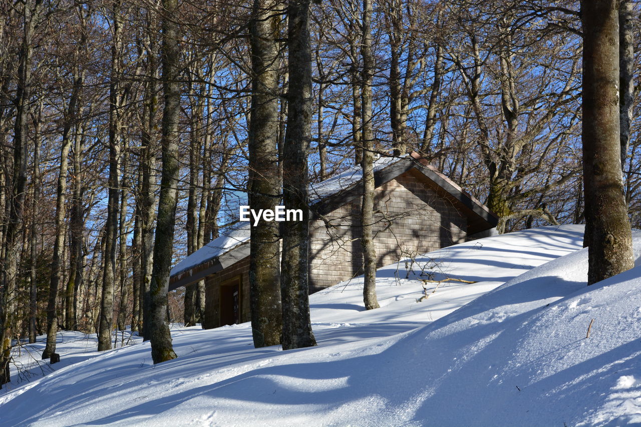 Trees on snow covered field