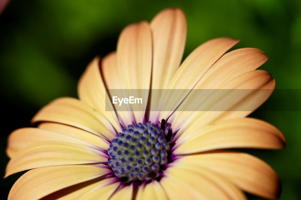 CLOSE-UP OF FRESH YELLOW FLOWER