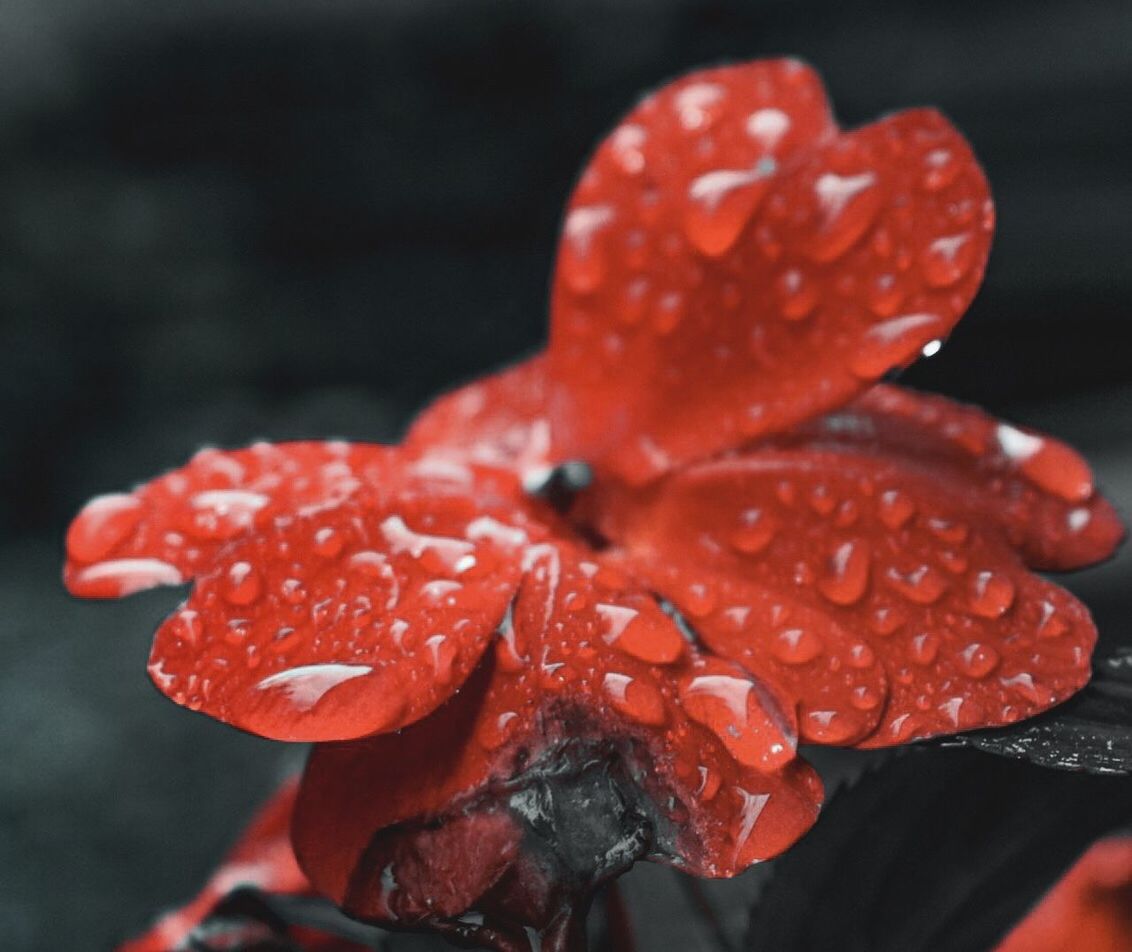 CLOSE-UP OF WATER DROPS ON RED FLOWER HEAD