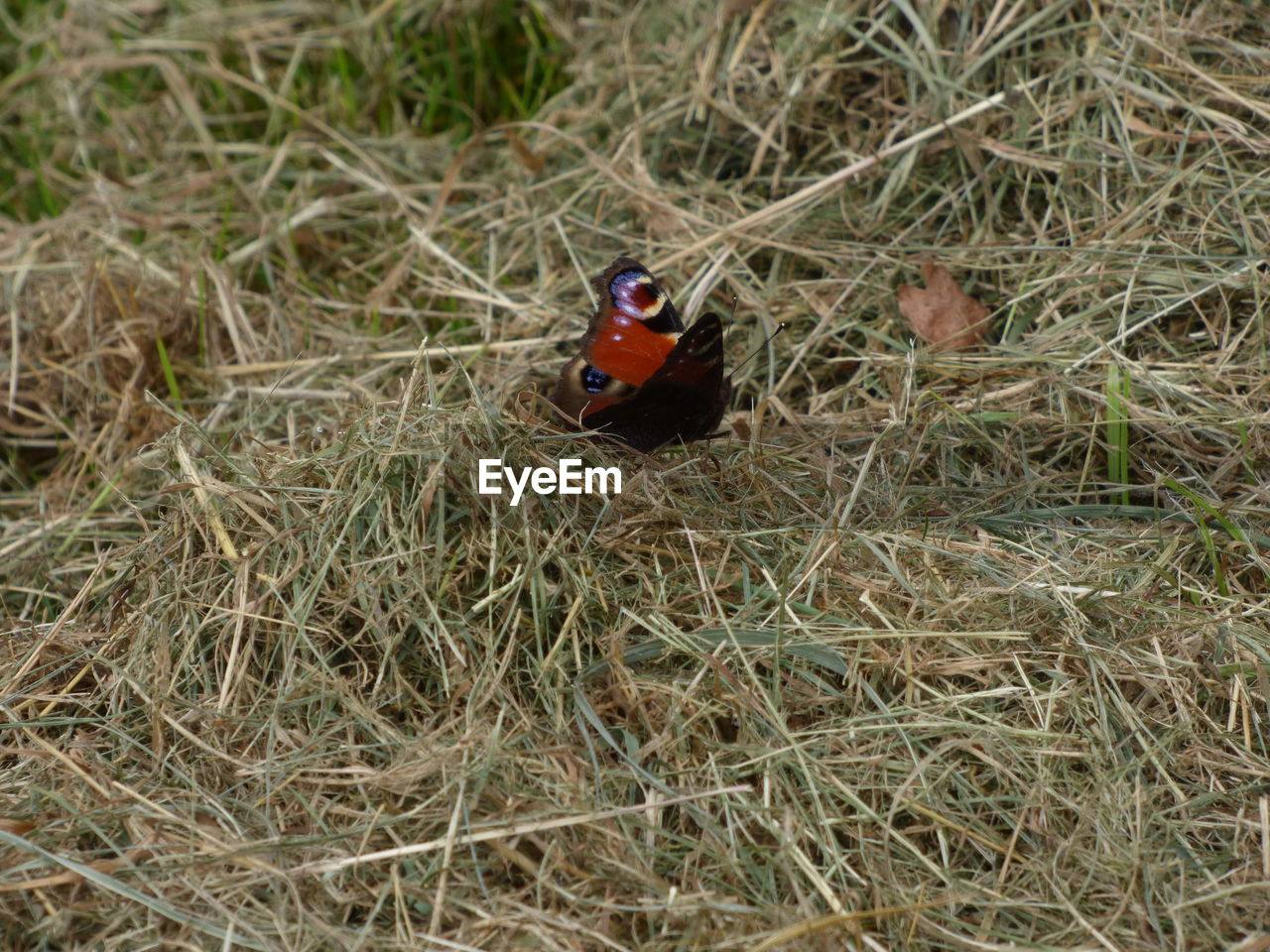 Close-up of butterfly on grass