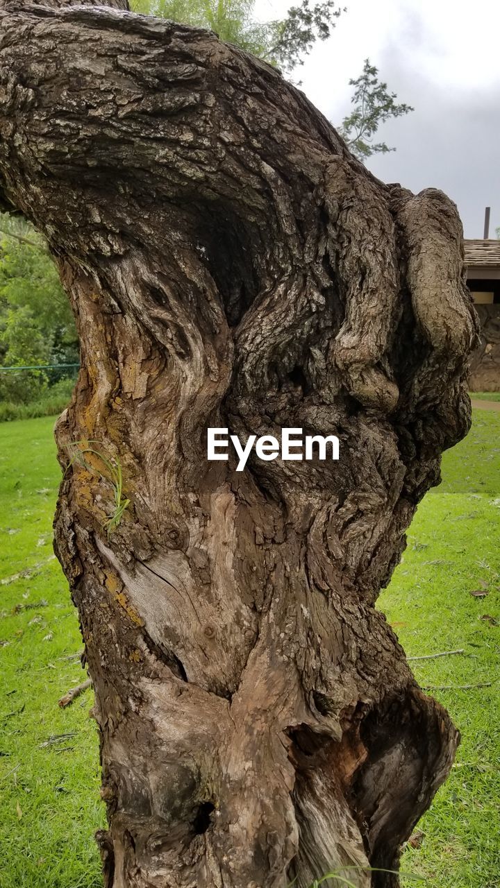 CLOSE-UP OF TREE BARK